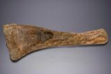 Hadrosaur (Edmontosaurus) Tibia With Metal Stand - Wyoming #330957-5